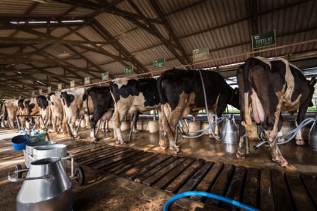 Imagen de Ficha Producción de leche